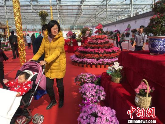 图为2018浙江迎春花展 李佳赟 摄