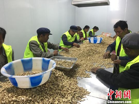 图为定西市渭源县农户分拣中药材切片。(资料图) 张婧 摄