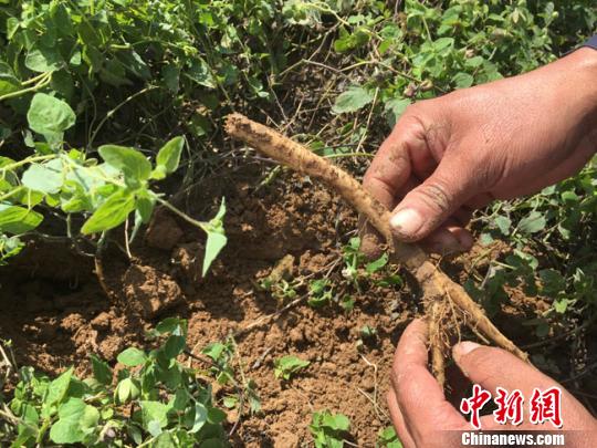 图为定西市渭源县农民种植的中药材挖掘展示。(资料图) 张婧 摄