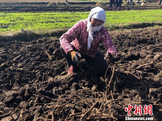 甘肃“千年药乡”里说丰年：产业兴起贫农增收